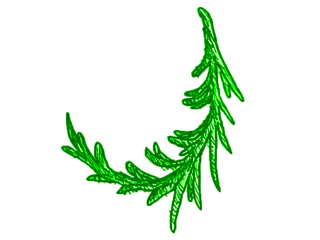 rosemary dilmah tea can design element