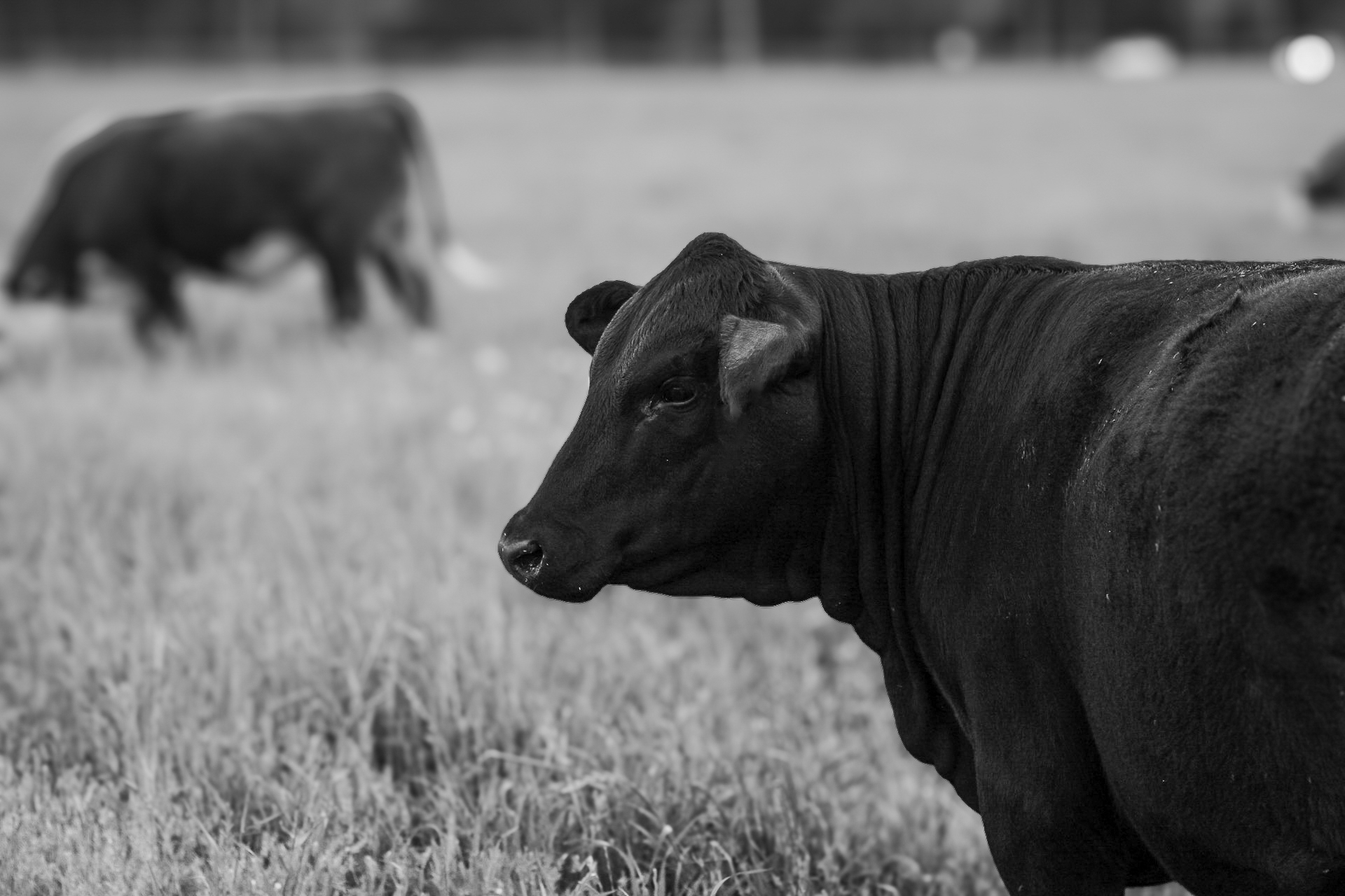black cow looking back at the camera