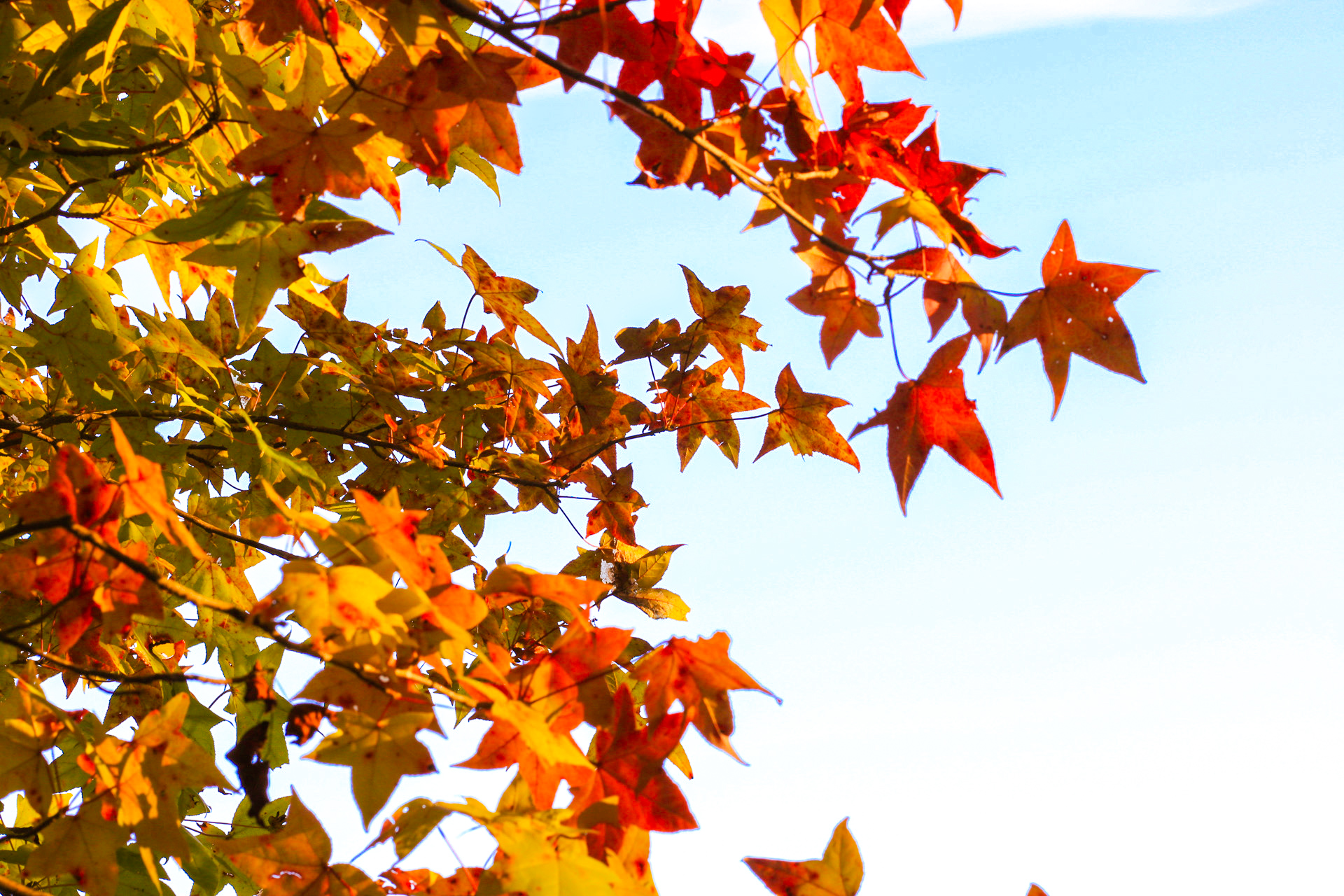 worms eye view of a brand full of orange leaves